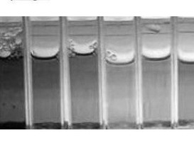 Colloidal Chemistry Expertise